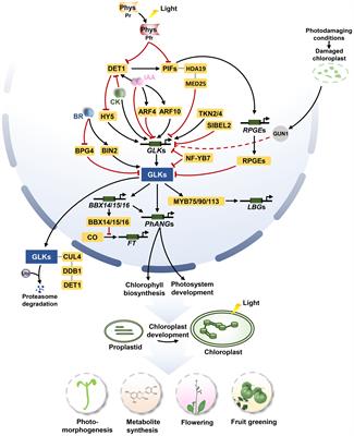 The pleiotropic functions of GOLDEN2-LIKE transcription factors in plants